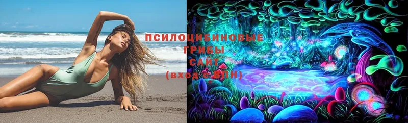 Галлюциногенные грибы Psilocybine cubensis  Зубцов 